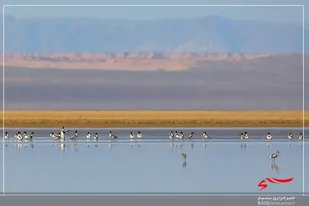 ۷۲ گونه پرنده مهاجر در تالاب میل مغان زمستان&zwnj;گذرانی می&zwnj;کنند