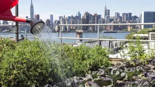 کشاورزی شهری؛راهی برای مردمی کردن اقتصاد