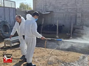 آغاز واکسیناسیون تب برفکی ۴۰ هزار رأس دام سبک چهارباغ