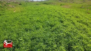 کشت ماشک در اندیمشک
