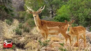 مشاهده و ثبت یک رأس گوزن زرد ایرانی در سایت فندقلو
