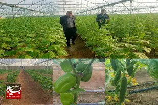 توسعه  ۱۰۰ درصدی سطح زیر کشت محصولات گلخانه ای در شهرستان زهک