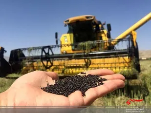 روستای فتح&zwnj;آباد، پیشرو در تولید کلزا/دو برابرشدن سطح زیر کشت با وجود کمبود بارش&zwnj;ها