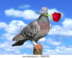 عکسی که نصفش در آسمان است!