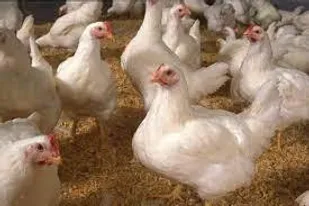 توقیف محموله مرغ زنده فاقد مجوز در مراغه