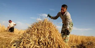 لزوم تعیین قیمت منصفانه گندم در سال زراعی جدید