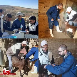 ارائه خدمات دامپزشکی جهادی به بیش از ۱۷۰۰ رأس دام در مناطق محروم بروجرد