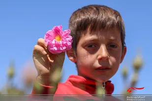 آئین برداشت گل محمدی در شهرستان فراهان