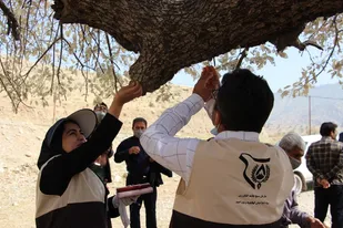 حمله آفت پروانه برگخوار به درختان بلوط شهرستان باشت/ سپاه و بسیج وارد عمل شدند