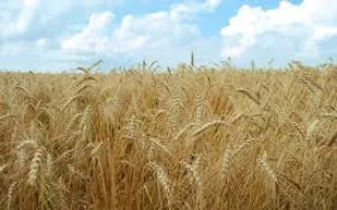 آدرس اشتباهی برای توجیه قیمت گندم