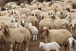 جلوگیری از سرقت ۶۰ رأس دام توسط&nbsp; گشت رضویون در نهاوند