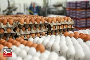 از تهیه سرویس جهیزیه تا توزیع گوشت بین نیازمندان در سرخه