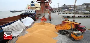 ترخیص بیش از ۲۳۰ هزار تُن نهاده دامی از بنادر و گمرکات بندر امام خمینی