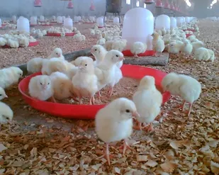 پرورش جوجه در حوزه مقاومت بسیج در راستای تحقق اقتصاد مقاومتی