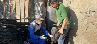 بسیج در کنار مردم / واکسیناسیون بیش از دوهزار راس دام و طیور در شهرستان باشت