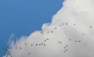 تنفس هوای &laquo;پاک&raquo; در ۷ شهر خوزستان