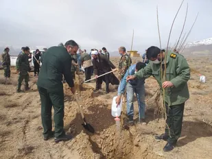 ۳۰ هکتار زمین در منطقه امیریه شاهرود نهال کاری شد+ تصاویر