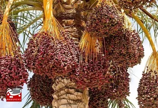 پیش&zwnj;بینی تولید بیش از ۴۵۰ هزار تن خرما در خوزستان