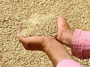 توزیع بذر گندم در شاهرود از شهریور