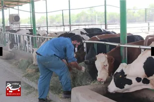 کشت ۱۰۵ هکتار چغندرقند در مزارع آیشی دهخدا