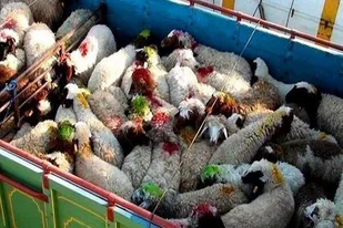 انهدام باند ۱۰ نفره سارقان احشام جنوب استان فارس در "کازرون"
