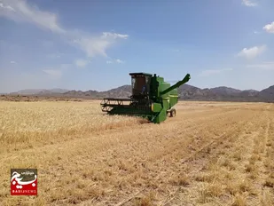پیش بینی برداشت ۸ هزار تُن جو در شاهرود