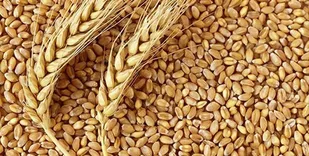 پرداخت ۳ هزار میلیارد تومان از مطالبات گندمگاران ایلامی