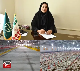 طرح خودکفایی در تولید گوشت مرغ در سیستان&zwnj;وبلوچستان با قدرت دنبال می&zwnj;شود