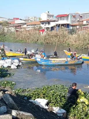 جمع&zwnj;آوری گیاهان سنبل آبی توسط بسیج سازندگی سپاه قدس گیلان