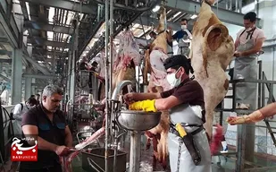 کشتار بیش از ۹۶۰ راس دام در تاسوعا و عاشورای حسینی با نظارت دامپزشکی خوزستان