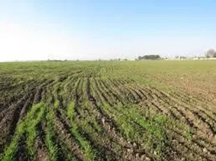وقف ۱۶ هکتار اراضی مزروعی در روستای آراسنج توسط یک جانباز دوران دفاع مقدس