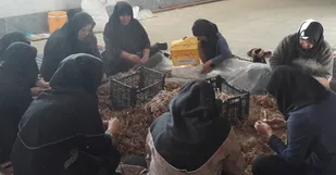 آموزش نحوه کشت و آماده سازی پیاز زعفران به اعضای گروه جهادی