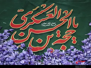 برداشت زعفران در هشجین