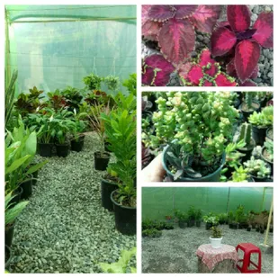 احداث گلخانه در روستای لمسک گرگان با همت بانوی کارآفرین بسیجی