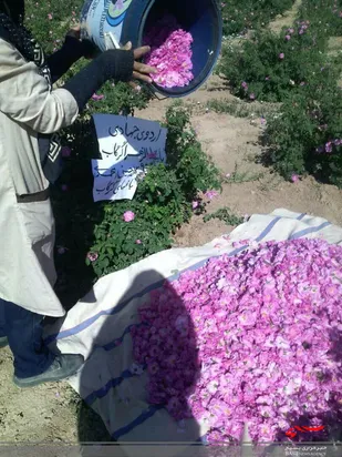 اردی جهادی یک روزه برگزار شد