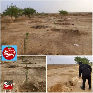 کاشت اصله نهال فاطمیه در هندیجان