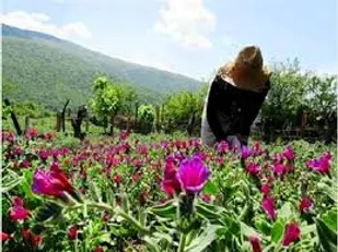 گیاهان دارویی پتانسیل ارزشمندی در راستای ایجاد اشتغال در منطقه است