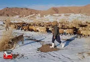 تلف شدن دام عشایر
