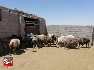 آغاز عملیات اصلاح نژاد دام سبک عشایری از طریق انتقال رویان