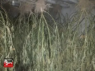 کشف مزرعه کاشت و انبار نگهداری مواد مخدر گراس در ایلخچی&nbsp;