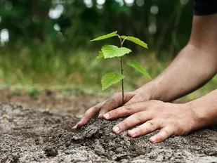۹۰۰ هزار اصله نهال در استان سمنان توزیع می&zwnj;شود