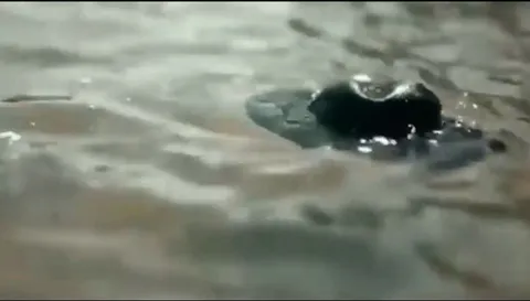سیل اورشلیم+ویدیو