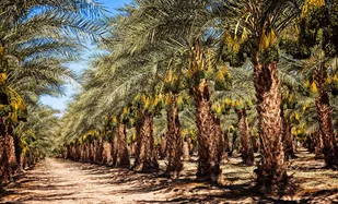 جشنواره نخل و خرما در شهرستان کارون برگزار شد