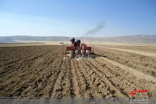 ۱۴۰ هزار هکتار از مزارع سیستان و بلوچستان زیر کشت پاییزه می&zwnj;رود