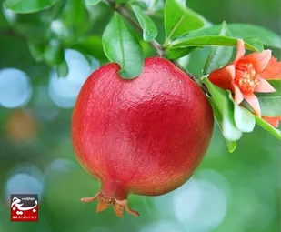 ۱۰ درصد تولید انار در لرستان نسبت به سال گذشته افزایش داشته است