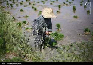 زنان نشاگر گلستان