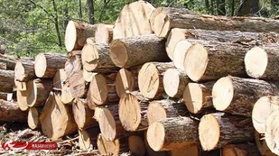 ۷۳۰ فقره پرونده به اتهام قطع درختان در گلستان تشکیل شد