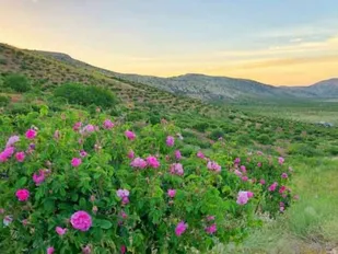 ایلام ظرفیت مناسبی برای توسعه کشت گل محمدی دارد