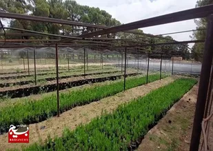 فعالیت ۳ نهالستان در استان سمنان/ تولید بیش از ۳ میلیون اصله نهال