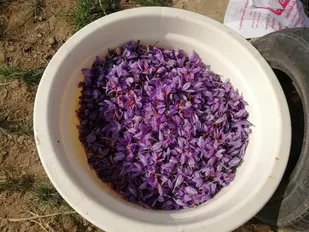 برداشت زعفران تولیدی در زمین های زیر کشت شهرستان کمیجان